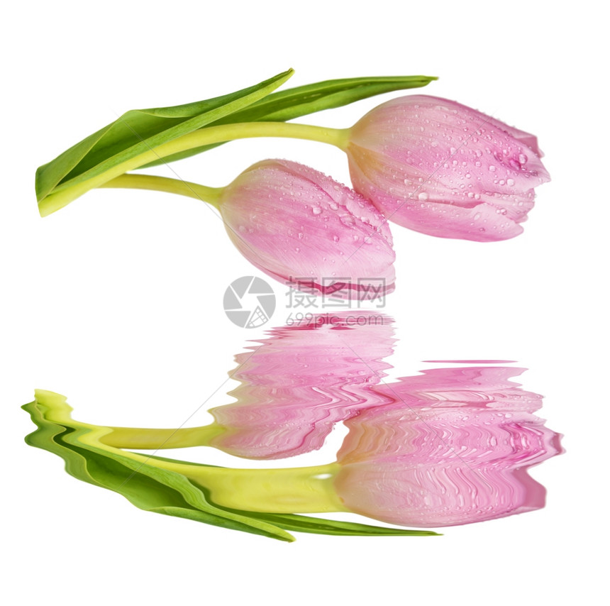 两朵新的粉红郁金香花上面覆满露的水滴紧地从白色背景上隔开白色背景在小浪的水面反射图片