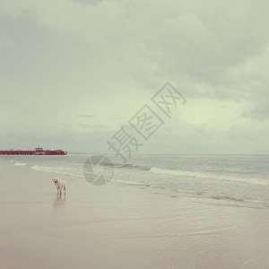 一只老狗独自在沙滩上复制空间逆向过滤音图片