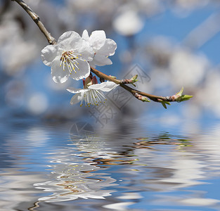 湖面上的白色樱桃花图片