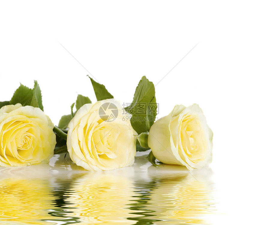 三朵黄色玫瑰一行隔着白色背景的三朵黄玫瑰在小波水面反射有文字空间图片