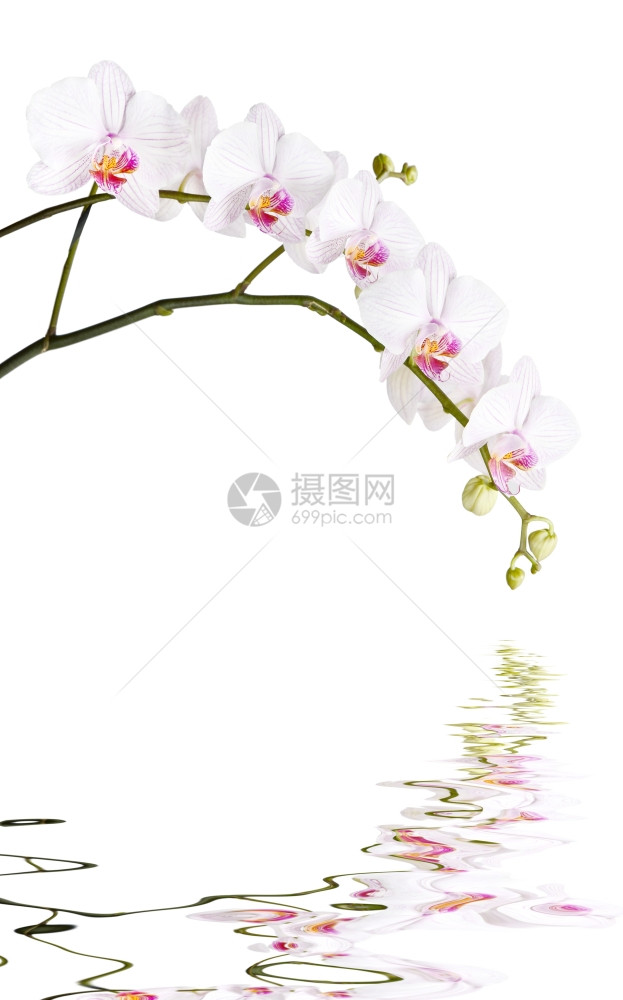 白兰花长的枝在色背景上隔离以小浪反映于水面图片