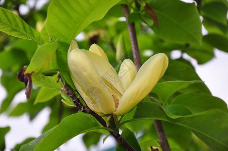 黄色木兰magnolibrklynes图片