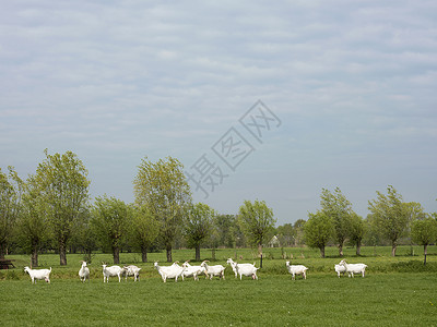 绿草上的白色山羊群图片