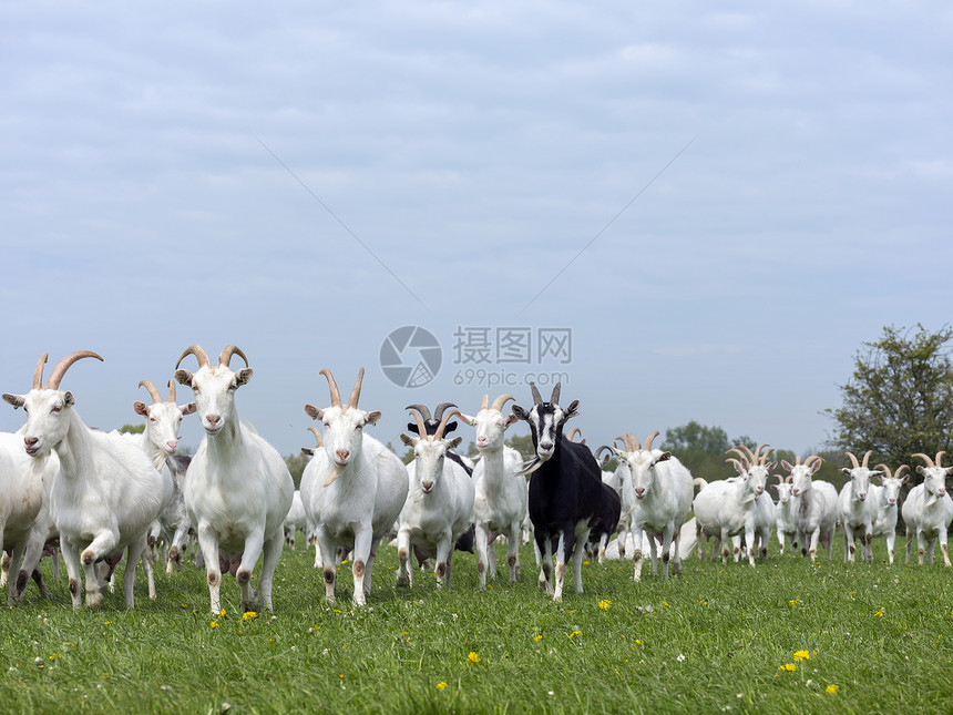 绿草上的奔跑的山羊群图片