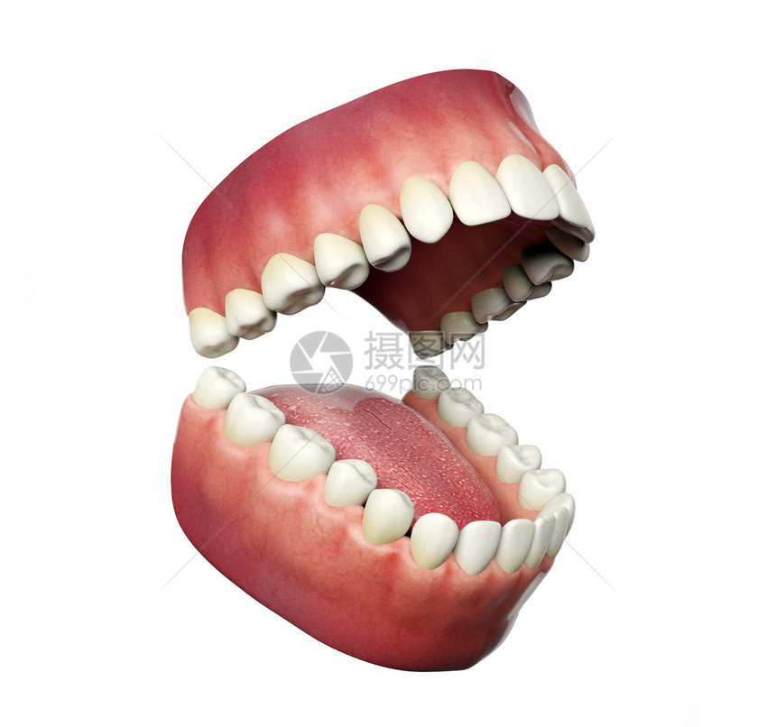 白背景的人类牙张开3D图片