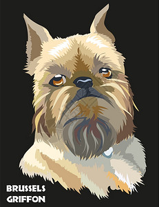 比利时布鲁塞尔卡通可爱的狗肖像图插画