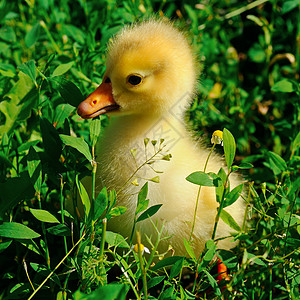 绿草坪上的小黄鹅图片