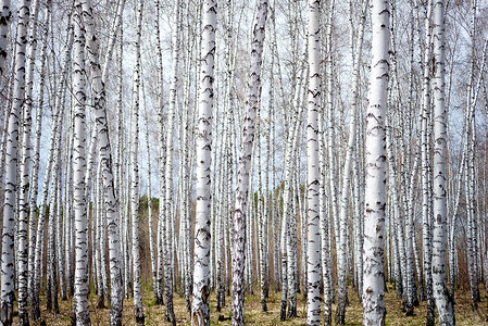 林桦木树皮高清图片
