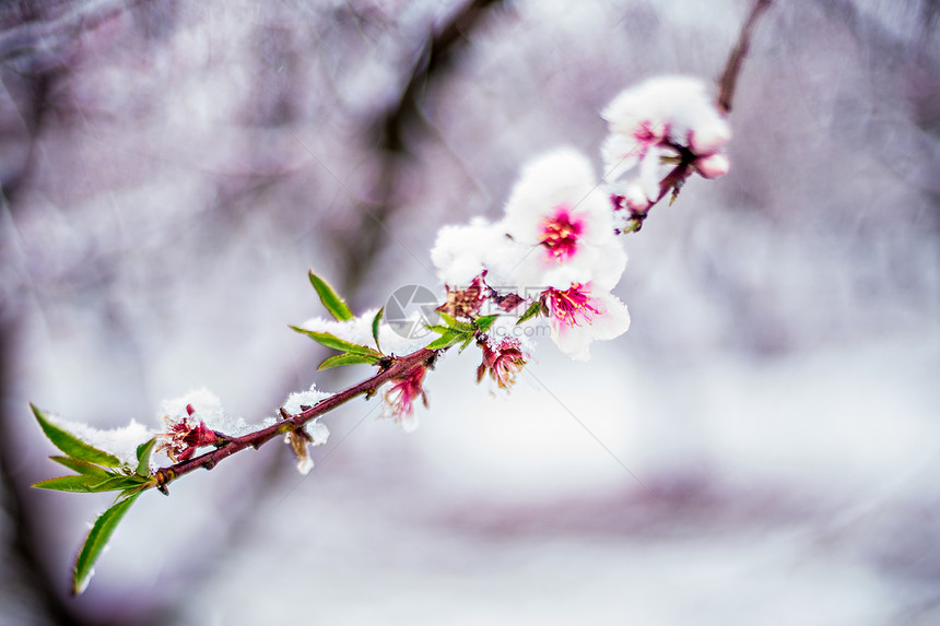 春雪中桃树农场有花朵图片