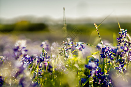 紫色花朵在日落时德克萨斯边路开花高清图片