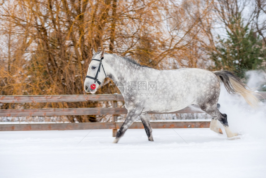 一匹马跳进冰冻雪中的苹果图片