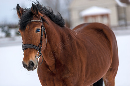 纯种马驹棕色马肖像近美丽和纯种背景