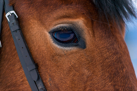 马的眼睛特写棕色深马匹背景
