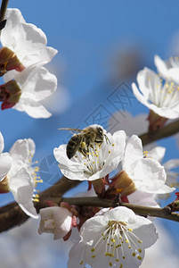 蜜蜂从白樱花中收集蜜与蓝色的天空相对背景图片