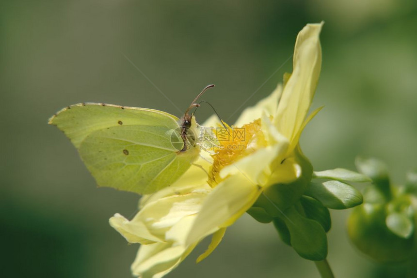大黄花上的蝴蝶图片