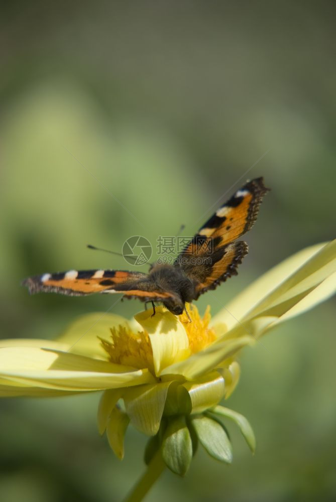 大黄花上的蝴蝶乌龟图片