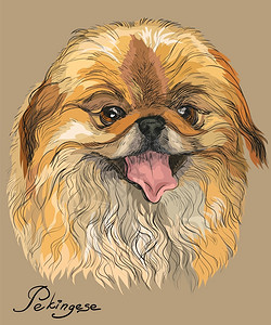 棕色北京卡通可爱的狗肖像图插画