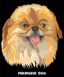 棕色北京卡通可爱的狗肖像图插画