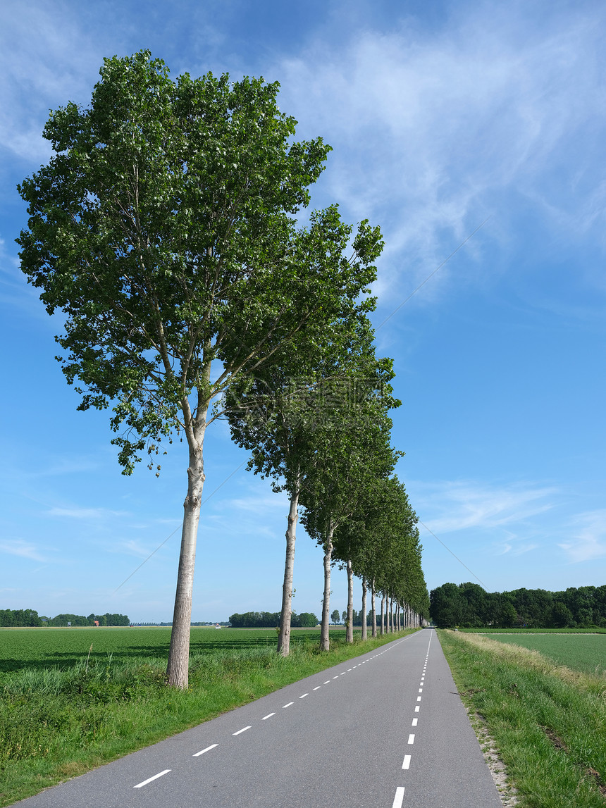 夏月有蓝天在霍兰的dutchnordstper和utcholan和utch的树条中图片