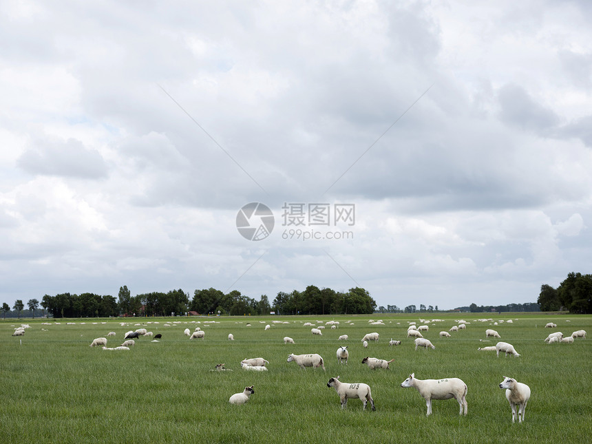 以绿草地放牧的绵羊靠近埃梅洛尔德在古代海变成陆地的dutchnordstper图片