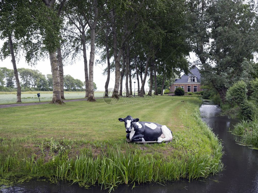 在荷兰河边利躺下休息的奶牛图片