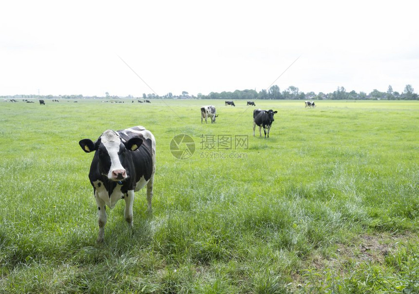 在荷兰河边利伫立的奶牛图片