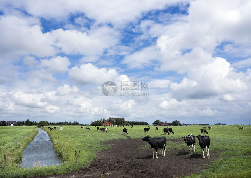 在荷兰河边利散步的奶牛图片