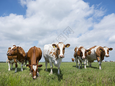 在荷兰农场伫立的牛群图片