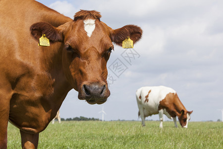 荷兰牧场里牛头近视图背景图片