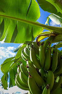 热带环境中的香蕉树东岛吉莱香蕉树高清图片