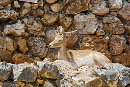 幼鹿躺在岩石中休息图片