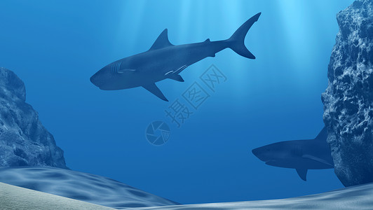 两条鲨鱼深蓝海中有阳光和石块的鲨鱼群背景