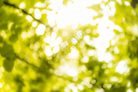 阳光明亮照以夏天的颜色透过模糊的树叶图片