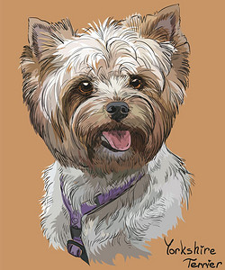 约克郡犬卡通可爱的狗肖像图设计图片