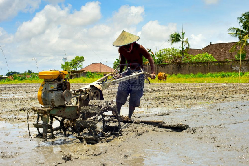 当地农民在稻田工作图片
