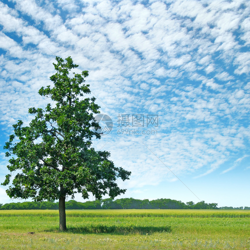 绿草地和天空的橡树上有光云图片