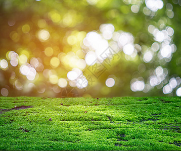 在热带森林的阳光照耀着绿苔背景图片