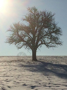 有雪和背光的树图片