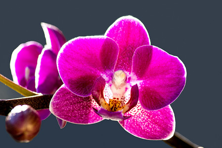 兰花开紫图片