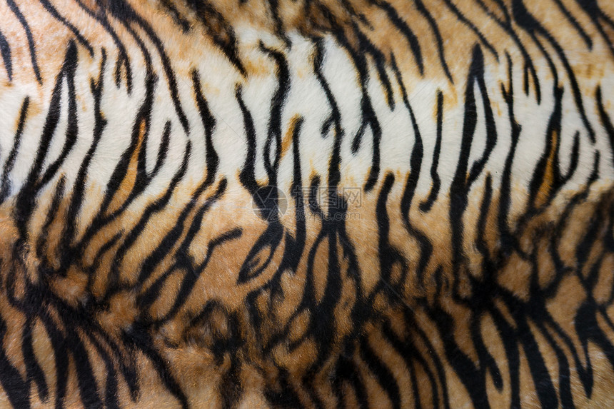 虎皮或老质条纹图片