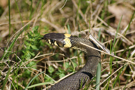 小头蛇属春草地上的蛇紧闭背景