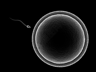 3d黑底精子细胞和人蛋的抽象插图背景图片