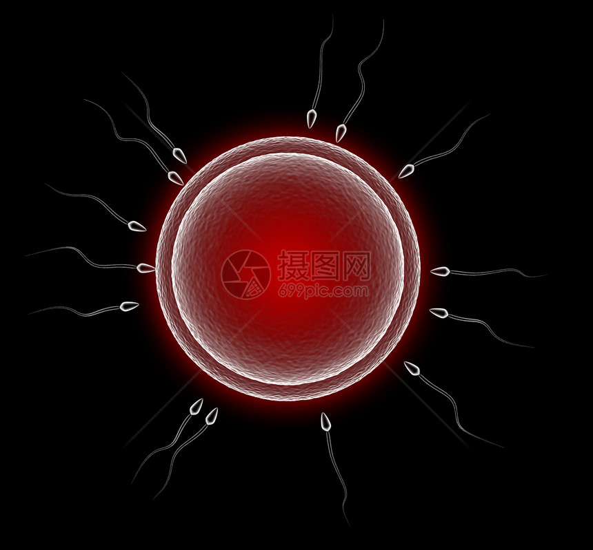人类深底精子和蛋细胞的抽象3d图解图片