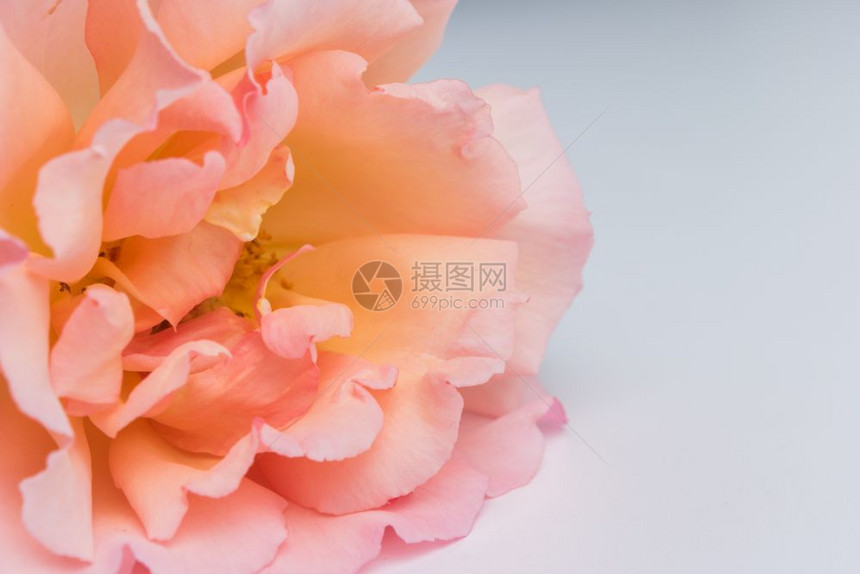 鲜粉玫瑰花瓣的鲜花爱情概念图片