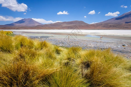 拉古纳本田在南利佩斯高原珍藏爱德华多阿瓦罗亚玻利维亚玻利维亚南利佩斯高原保护区的拉古纳本田图片