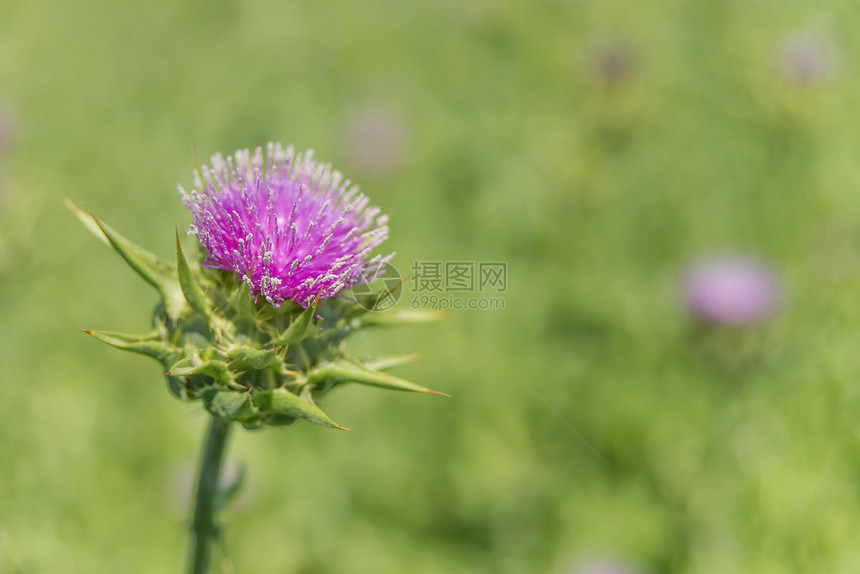 种植场缝合处的奶紫花cadusmrinuslmarinmrin山脏药物用原料图片