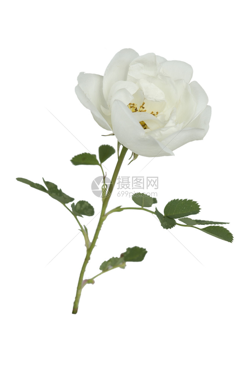 白色背景上的一朵白色野玫瑰花白色野玫瑰图片