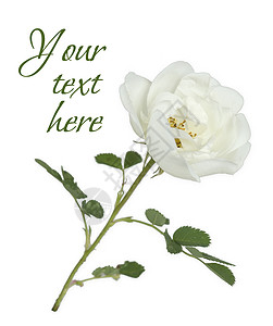 白色背景上的一朵白色野玫瑰花白色野玫瑰图片