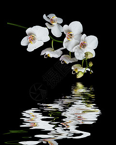 被水滴覆盖的白兰花朵被水滴覆盖以黑色背景隔绝在小浪的水面反射图片