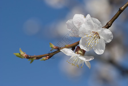 樱花对着蓝天图片